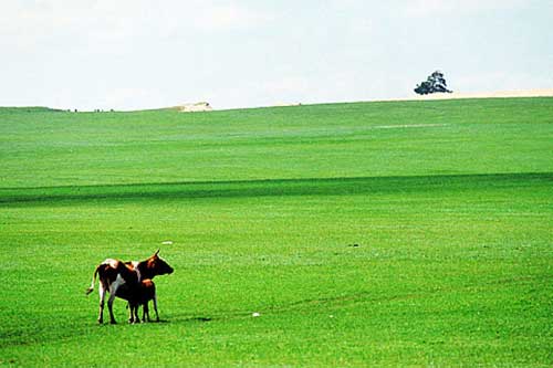 赛马扬鞭内蒙行四大草原游玩攻略