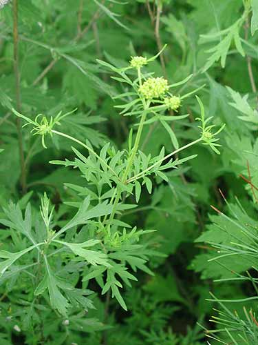 世界最臭的草:岩败酱