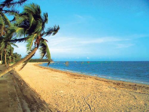 海南游记东郊椰林