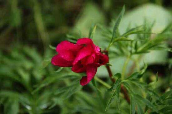 五月塔城山花節-巴爾魯克山芍藥谷(組圖)